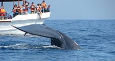 whale watching in Mirissa