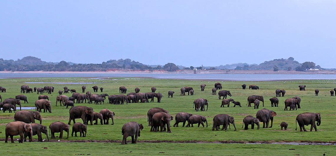 Elephants in Sri Lanka, Ceylonwide Tours, Tours in Sri Lanka, Sri Lanka Holidays, accommodation in Waskaduwa, Kalutara, Sri Lanka