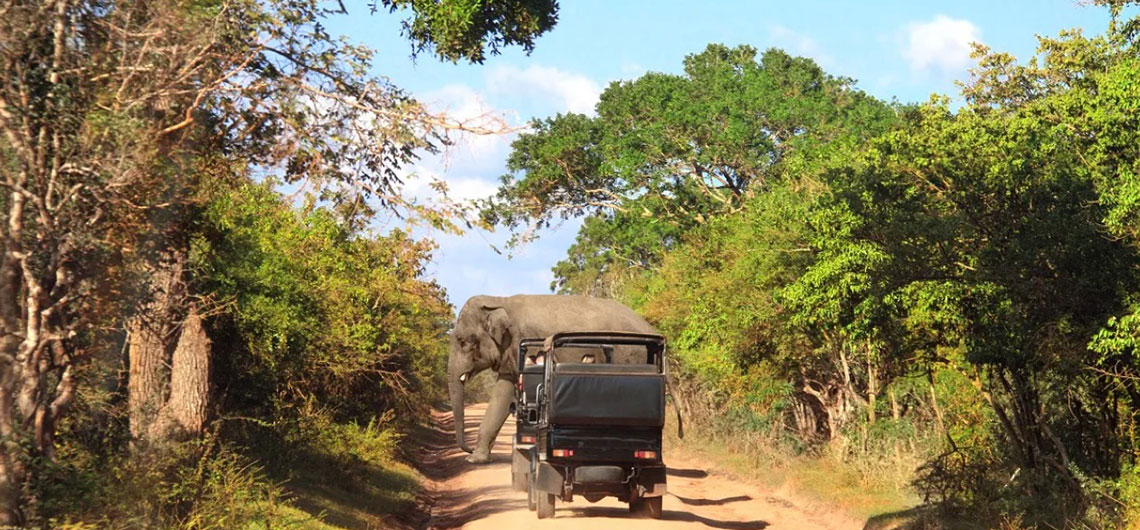 Yala National Park, Ceylonwide Tours, Tours in Sri Lanka, Sri Lanka Holidays, accommodation in Waskaduwa, Kalutara, Sri Lanka