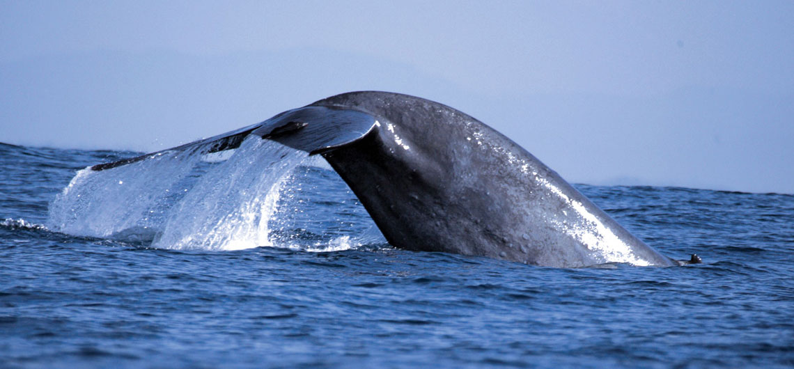 Blue whale in Mirissa, Ceylonwide Tours, Tours in Sri Lanka, Sri Lanka Holidays, accommodation in Waskaduwa, Kalutara, Sri Lanka